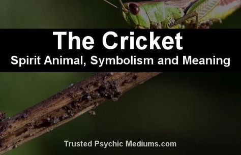 The Cricket Spirit Animal Cricket Spirit Animal, Bee Spirit Animal, Animal Totem Spirit Guides, Spirit Animal Meaning, Genuine Happiness, Animal Meanings, Animal Tarot, Spirit Animal Totem, Fifth Dimension