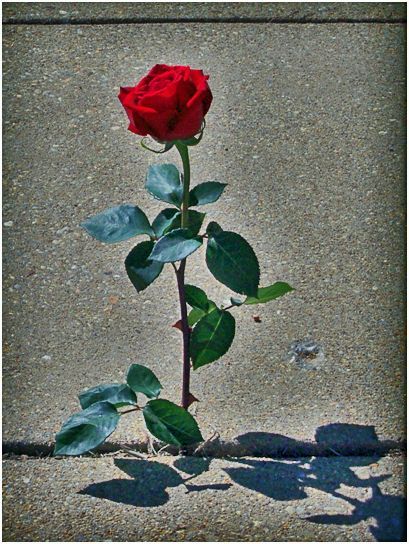 Did you hear about the rose that grew from a crack in the concrete?  Proving nature's law is wrong it  learned to walk with out having feet.  Funny it seems, but by keeping it's dreams,  it learned to breathe fresh air.  Long live the rose that grew from concrete when no one else ever cared.. -Tupac Shakur Rose From Concrete, Concrete Poem, Concrete Rose, The Dark Tower, Master Decor, Growing Roses, Tupac Shakur, Quote Backgrounds, A Poem