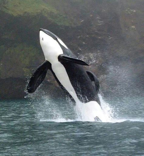 Keiko living free! Killerwhale Orcas, Keiko Orca, Orca Whales Photography, Kasatka Orca, False Killer Whale, Sea World Orcas, Free Willy, Big Whale, Sea Mammal