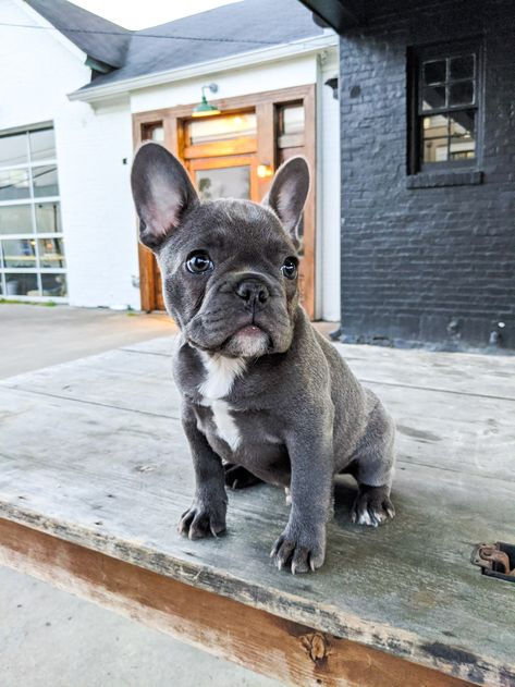 Grey French Bulldog Blue Eyes, Blue French Bulldog Full Grown, Grey French Bulldog Puppy, French Bulldog Full Grown, Blue French Bulldog, Blue French Bulldog Puppies, Grey French Bulldog, Blue Frenchie, French Bulldog Breed