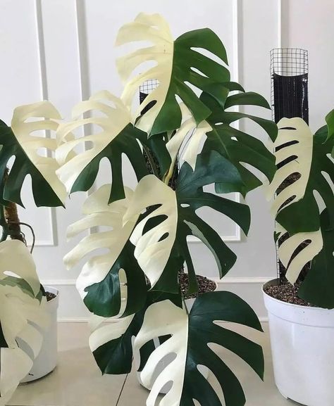 Houseplant Hobbyist on Twitter: "A perfect half-moon Monstera 🌿 https://t.co/nCGJpPGowx" / Twitter Easy Care Houseplants, Tropical Garden Design, Philodendron Plant, White Plants, Monstera Plant, Monstera Deliciosa, Plant Sale, All Flowers, Tropical Garden