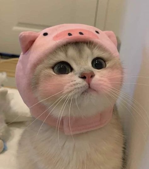 /ᐠ - ˕ -マ on Twitter: "oink oink https://t.co/v98FMmW643" / Twitter Gatto Carino, Cats Photos, Very Cute Dogs, Cute Cat Wallpaper, Silly Cats Pictures, Cute Cats Photos, Cute Pigs, Cat Aesthetic