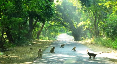 Sanjay Gandhi National Park in India Kanheri Caves, Sanjay Gandhi National Park, Mumbai Meri Jaan, Atlas Moth, Untouched Nature, Nature Story, Artificial Lake, Urban Park, Sun Rise