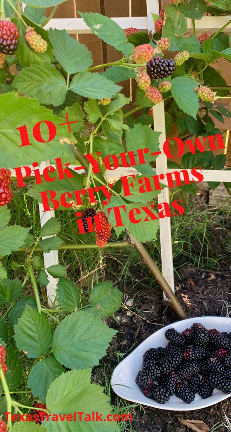 10+ Pick Your Own Berry Farms In Texas — Texas Travel Talk Blackberry Bush, Blackberry Picking, Blackberry Crumble, Blueberry Farm, Texas Farm, Blueberry Syrup, Strawberry Farm, Downtown San Antonio, Strawberry Picking