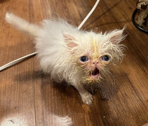 Wisp The Kitten, Silly Cat Photos, Scrungy Cats, Wisp The Cat, Weird Cat Pictures, Cat Life Hacks, Funny Looking Cats, Ugly Cat, Silly Kitties