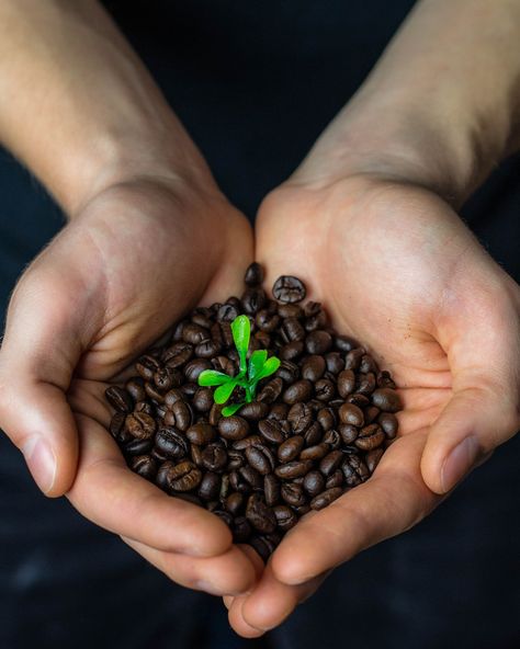 Thanks to Niclas Illg for making this photo available freely on @unsplash 🎁 Sustainable Coffee, Growing Coffee, Organic Coffee Beans, Coffee Origin, Coffee History, Lunch Items, Coffee Industry, Coffee Plant, Arabica Coffee