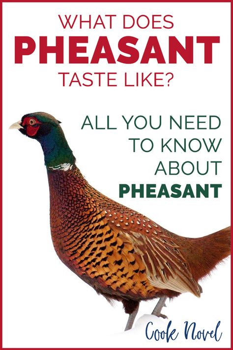 Need to know how to prepare pheasant. Need to know what does pheasant taste like? #pheasant #pheasantrecipes #whatdoespheasanttastelike Smoked Pheasant Recipes, Grilled Pheasant Recipes, Pheasant Sausage Recipe, Pheasant Chili, Whole Pheasant Recipes, Pheasant Recipes Baked, How To Cook Pheasant Recipes, Roasted Pheasant Recipes, Wild Pheasant Recipes