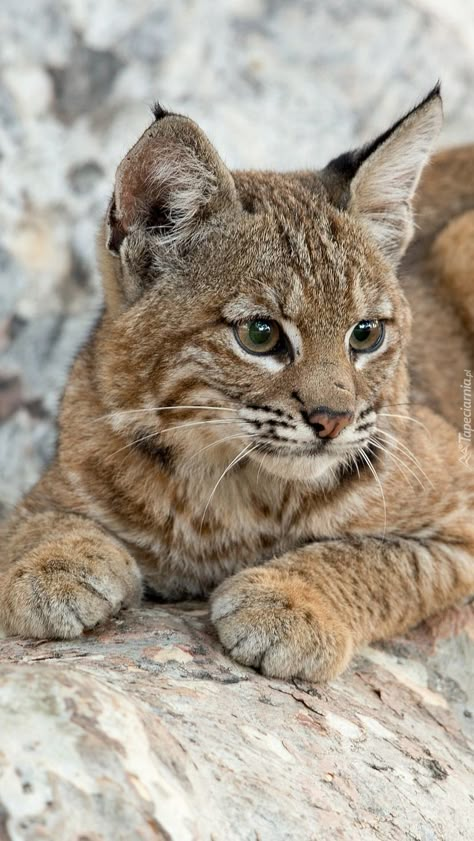 Lynx Cat, Small Wild Cats, Regnul Animal, Wild Animals Pictures, Strasbourg France, Exotic Cats, Pretty Animals, Majestic Animals, American Culture