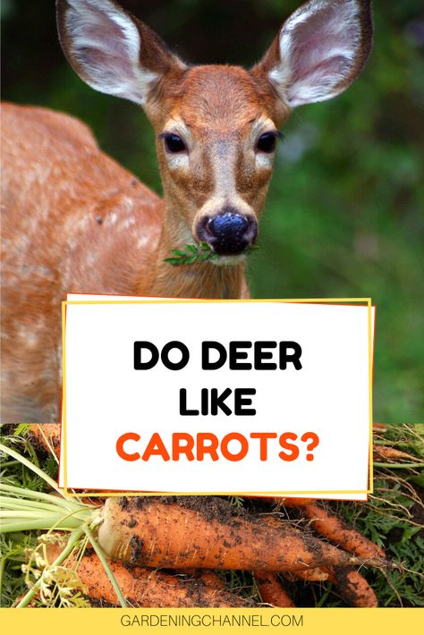 Are deer getting into your vegetable or flower garden? Learn how you can grow carrots as a lure crop. #gardeningchannel #gardening #growingvegetables #vegetablegardening Gardening Carrots, Deer Habitat, Deer Feed, Grow Carrots, Michael In The Bathroom, Carrot Gardening, Eating Carrots, Luxury Bathroom Interior, Bedroom Furniture Layout