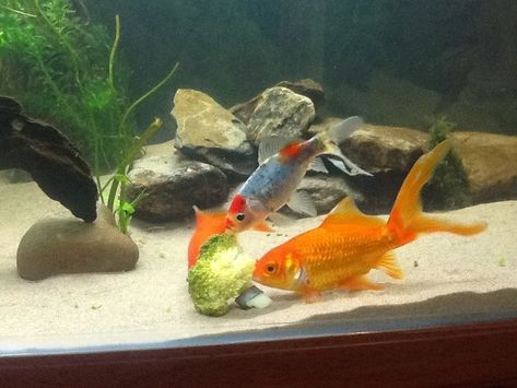 Comet Goldfish, Goldfish Tank, Undersea World, Pet Fish, Fish Tanks, Pet Id, Carp, Goldfish, Fish Tank