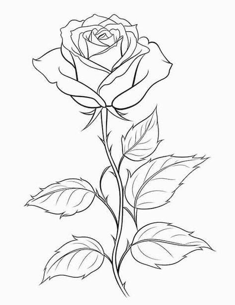 65 Beautiful Rose Coloring Pages For Kids And Adults - Our Mindful Life Pictures Of Roses To Draw, Long Stem Rose Drawing, Adult Coloring Book Pages Free Printable, Rose Draw, Rose Drawings, Draw Rose, Beautiful Coloring Pages, Draw A Rose, Rose Coloring