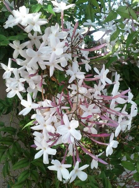 Poem Illustration, Jasmine Tattoo, Beauty Bush, Pink Jasmine, Smelling Flowers, California Native Plants, Flower Cottage, Fragrant Plant, Jasmine Flower