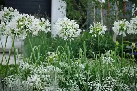 Landscaping For Beginners, White Perennial Flowers, Boarder Plants, White Agapanthus, Small Space Garden, White Flowers Garden, Space Garden, Border Plants, White Plants