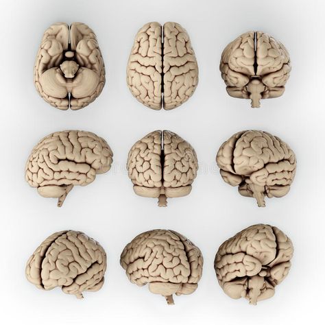 Human Brain Drawing, 2024 Illustration, Brain Pictures, Posters Illustration, Brain Drawing, Brain Illustration, Brain Images, Brain Anatomy, Brain Art