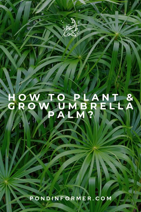 Add a touch of exotic elegance to your water garden with our step-by-step guide on planting and nurturing Umbrella Palm. From selecting the right aquatic environment to providing optimal care, this article offers valuable insights to cultivate the graceful beauty of Cyperus alternifolius. Transform your water garden into a shaded sanctuary with the allure of Umbrella Palm! #UmbrellaPalm #WaterPlant #PondPlant #AquaticPlant #WaterGarden Cyperus Plant, Umbrella Plant Care, Plant Umbrella, Cyperus Alternifolius, Palm Plant Care, Aquatic Environment, Umbrella Plant, Tropical Landscape Design, Seeds Benefits