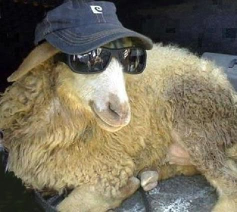 Funny Sheep, Sheep And Lamb, Cute Sheep, A Sheep, Wearing Sunglasses, Animal Wallpaper, Animal Kingdom, Animal Photography, Farm Animals