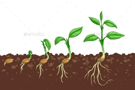 Seed Growth Illustration, Seed Growing Illustration, Carrot Seedlings, Seed Illustration, Seed Growing, Plant Cartoon, Graphic Design Portfolio Cover, Independence Day Images, Plant Tattoo