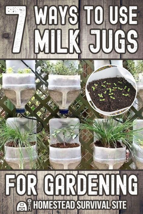 Recycled Milk Jug Crafts, Milk Jugs Diy, Milk Jugs Garden, Patio Chico, Milk Jug Crafts, Grow Your Own Vegetables, Bucket Gardening, Grow Food, Gardening Hacks