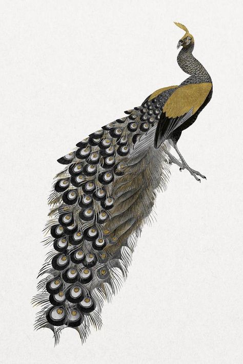 Gold peacock, vintage bird illustration | premium image by rawpixel.com / ton Vintage Peacock Illustration, Peacock Illustration, Peacock Drawing, Vintage Bird Illustration, Peacock Tattoo, Gold Peacock, Cubist Art, Peacock Pattern, Awesome Designs