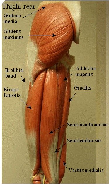 Quadriceps Anatomy, Anatomy And Physiology 1, Anatomy Muscles, Human Muscle Anatomy, Human Biology, Massage Therapy Techniques, Body Muscles, Therapy Techniques, Human Body Anatomy