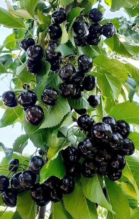 Growing Wine Grapes, Afghanistan Food, Black Cherry Tree, Fruit Bearing Trees, Black Cherries, Patio Garden Design, Fruit Photography, Culture Magazine, Lovely Flowers Wallpaper