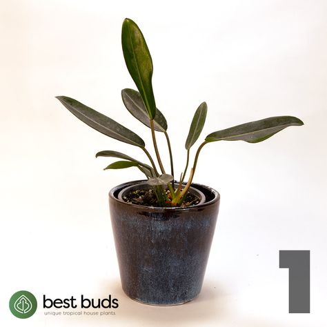 Philodendron callosum | Buy online || Best Buds - Unique tropical plants– Best Buds Plants Philodendron Callosum, Gent Belgium, Plant Bud, Best Starters, Starter Plants, Plant Powered, Plant Pictures, Plant Sale, Tropical Plants