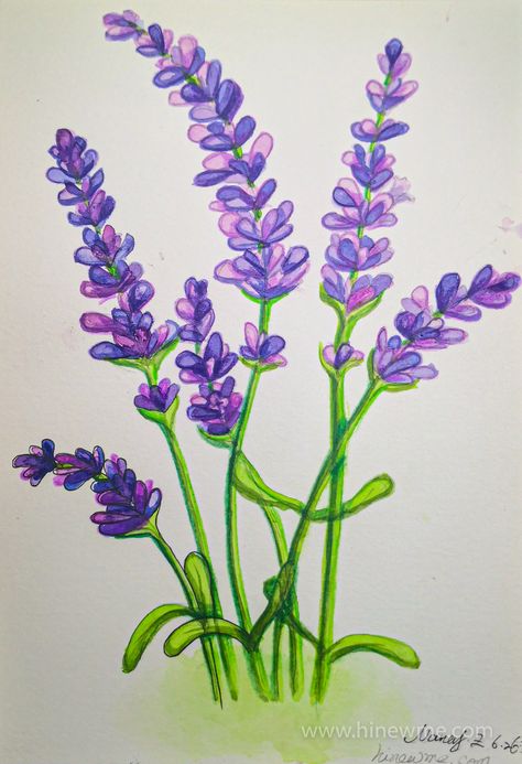 3 ways How to draw Watercolor lavender step by step tutorial for beginner, Pencil Art For Beginners, Control Emotions, Draw Watercolor, Floral Drawing, Color Pencil Art, Color Pencil Drawing, Color Pencil, Lavender Color, Lavender Flowers