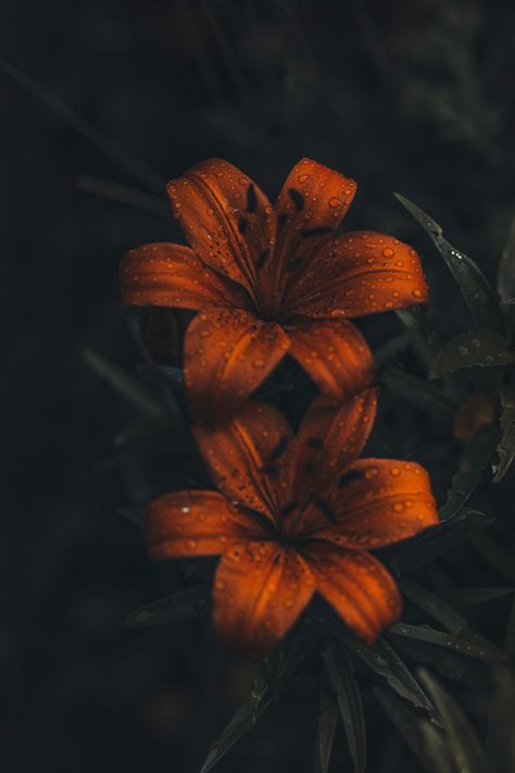 Tiger Lily Flowers, Lily Wallpaper, Handy Wallpaper, Islamic Wallpaper Hd, 4k Photos, Best Wallpaper, Islamic Wallpaper, New Images, Tiger Lily