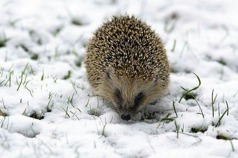 ❄ Winter's Tale, Hedgehogs, Condiments, Animals, Nature