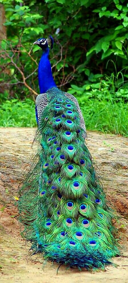 Indian Peafowl or Blue Peafowl (Pavo cristatus) - south Asia, and introduced in many other parts of the world | photographer Dilip Khant Peacock Images, Peacock Photos, Peacock Pictures, Indian Blue, Blue Peacock, Peacock Art, Most Beautiful Birds, Bird Pictures, Pretty Birds