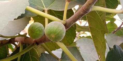 Desert King Fig Tree Care: Everything You Need To Know - GFL Outdoors Desert King Fig Tree, Fig Tree Care, Desert King, Drought Tolerant Trees, Gardening Inspiration, Insect Pest, Spider Mites, New Roots, Peat Moss