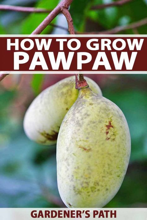 Pawpaw Tree, Pawpaw Recipes, Paw Paw Fruit, Homestead Diy, Paw Paw Tree, Herb Growing, Garden Orchard, Growing Fruit Trees, Hardiness Zones