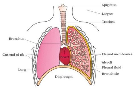 Thoracic Cavity, Human Respiratory System, Thoracic Vertebrae, Nursing School Essential, College Nursing, Nasal Passages, Animal Groups, Nursing Notes, Respiratory System