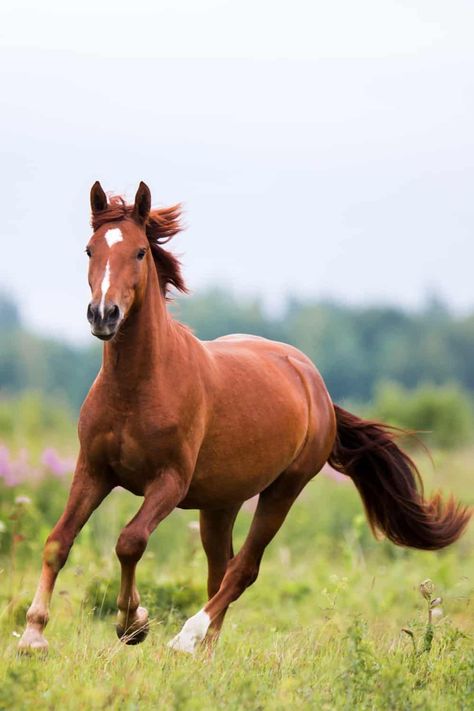 Chestnut Horse Spirit Animal, Chestnut Horses, Cv Format, Bay Horse, Mustang Horse, Horse Wallpaper, Black Horses, Grey Horse, Chestnut Horse