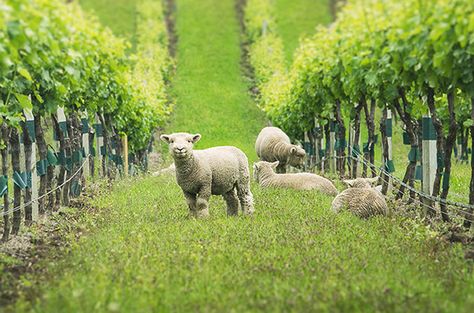 As growing numbers of wineries around the world consider the merits of organic and biodynamic principles, many are deploying vineyard animals to help fight weeds and pests without the use of chemicals... Babydoll Sheep, Grape Vine Plant, Wineries Outfit, Compost Soil, Healing Music, Italy Wine, King In The North, Prophetic Art, Bride Of Christ