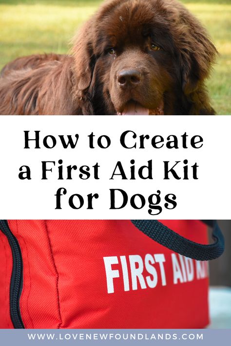 Wondering how to create a first aid kit for your dog? We cover all the essentials you need to have in the first aid kit. First Aid Kid, Dog First Aid Kit, First Aid Procedures, Pet First Aid, First Aid For Kids, Basic First Aid, First Aid Course, Dog Diy, Emergency Care