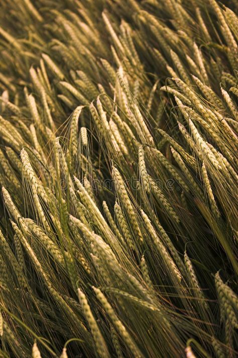 Barley Aesthetic, Golden Field Aesthetic, Barley Field, Barley Field Aesthetic, Wheat Fields Aesthetic, Wheat Farm Aesthetic, Golden Wheat Field, Fields Of Gold, Sea Witch