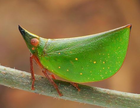 Bug Reference, Bug Photos, Interesting Creatures, Leafhopper, Sketches Ideas, Cool Insects, Insect Photography, Cool Bugs, Garden Insects