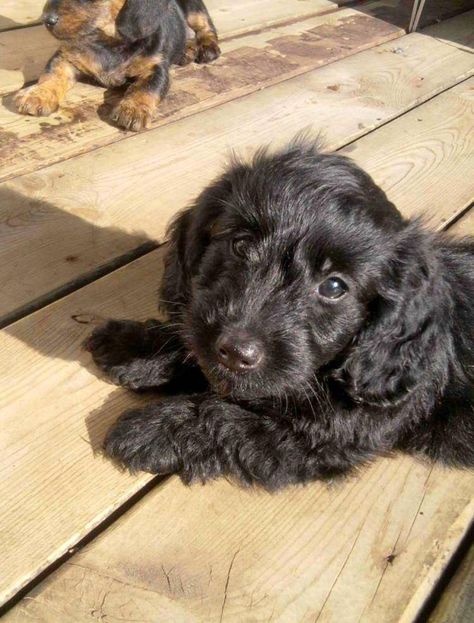 Doxiepoo (Dachshund-Toy Poodle Mix) Facts, Temperament, Puppies, Pictures Puppies Pictures, Poodle Mix Dogs, Dream Pet, Black Dogs, Dachshund Puppies For Sale, Beatiful People, Weiner Dogs, Dachshund Puppy Miniature, Designer Dogs