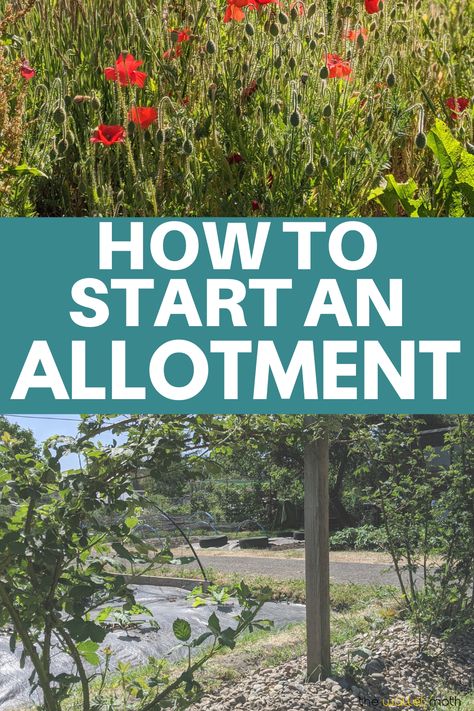 Easy Allotment Ideas, Uk Allotment Ideas, Allotment Beginner Uk, Allotment Layout Ideas, Garden Allotment Ideas, Allotment Design Layout, Allotments Ideas, Allotment Ideas Budget, Small Allotment