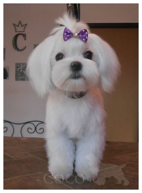 Puppies That Dont Shed, Maltese Dogs Grooming, Maltese Puppy Cut, Maltese Haircuts, Maltese Grooming, Maltese Dogs Haircuts, Maltipoo Haircuts, Maltese Haircut, Dog Grooming Styles