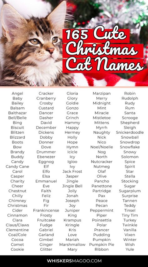 165 Cute Festive Christmas Names for Cats - From Holly to Pudding, Chestnut, Cookie, Boots, and more, check out 165 cute festive Christmas names for cats right here! #catnames #christmasnames #kitten #christmas Christmas Food Names, Cat Names List, Witchy Names, Berry Names, Cat Name Ideas, Names For Cats, Cute Animal Names, Cute Pet Names, Kitten Christmas