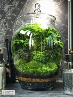 Self Sustaining Terrarium, Closed Terrarium Plants, Closed Terrarium, Diy Succulent Terrarium, Beautiful Terrariums, Moss Terrarium, Bottle Garden, Moss Garden, Terrarium Diy