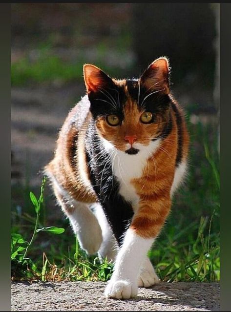 Gorgeous Cats, Cat Pose, Calico Cat, Warrior Cat, Domestic Cat, Happy Cat, Warrior Cats, Tabby Cat, Pretty Cats