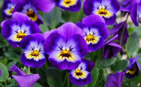 birth flowers february spring plants violets Purple Flowering Plants, Easy Perennials, February Birth Flowers, Viola Flower, Ground Cover Plants, Violet Flower, Fragrant Flowers, Flowers Perennials, Edible Flowers