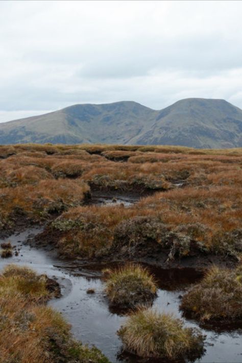 Bog Aesthetic, Druid Grove, Bog Bodies, Bog Witch, Bog Body, Bog Man, Peat Bog, Miss Peregrines Home For Peculiar, Human Remains