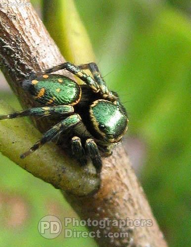 Iridescent Green Jumping Spider On Foliage , Sarawak , Malaysia Spinner Rings Womens, Borneo Malaysia, Arachnids Spiders, Green Spider, Spider Species, Jumping Spiders, Cadiz Spain, Cool Insects, Pet Spider