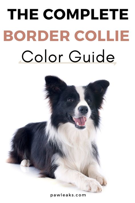 The Border Collie is a beautiful and loving breed. They are known for their intelligence, eye-catching coat colors, and happy-go-lucky personality. That being said, it can be a hassle going through all the possible coat colors of the Border Collie. The most common Border Collie colors are black and white, blue merle, and red. However, there are over 15 color and marking variations in total. Let’s check them all out so you can make an informed decision! #bordercollie #dogs #dogbreeds #pawleaks Short Haired Border Collie, Miniature Border Collie, Blue Border Collie, Red Merle Border Collie, Blue Merle Border Collie, Border Collie Colors, Red Border Collie, White Border Collie, Border Collie Mix