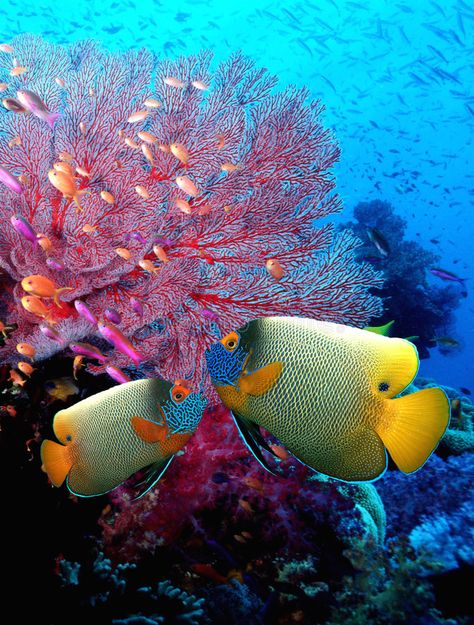 Fishes. Photo of coral fishes and reef , #affiliate, #Photo, #Fishes, #coral, #reef, #fishes #ad Coral Trout, Coral Reef Photography, Coral Reef Art, Fish Under The Sea, Beautiful Underwater, Underwater Plants, Coral Fish, Underwater Theme, Life Under The Sea