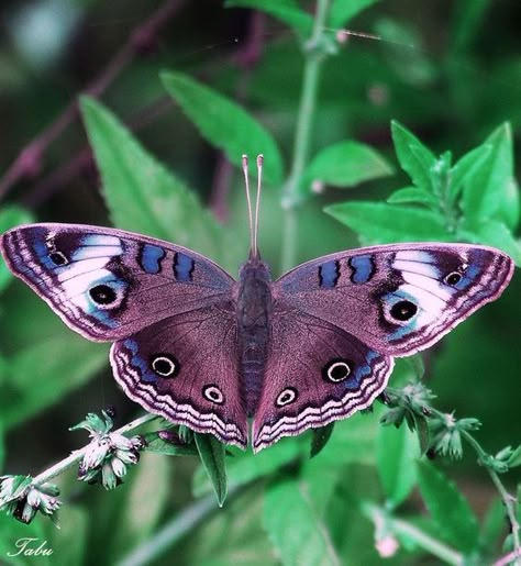 Moth Photos, Purple Moth, Moth Tattoos, Glass Wings, Butterflies Wings, Butterfly And Moth, Cool Insects, Beautiful Butterfly Photography, Beautiful Butterfly Pictures